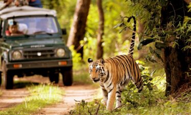 Chitwan Jungle Safari